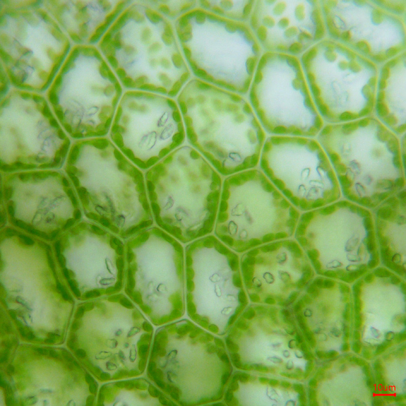 Calypogeia neogaea